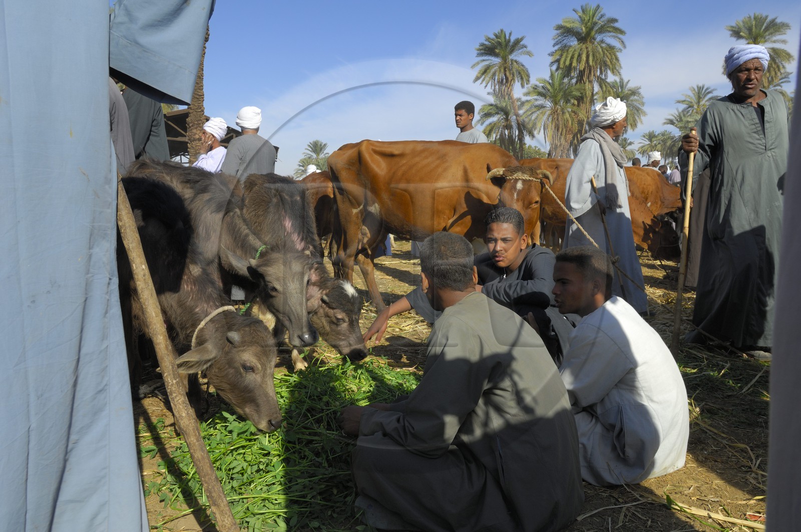 Egypte, Haute Egypte, Daraw au nord d'Assouan, marché aux animaux, vente de buffles