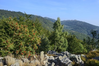 France, Loire (42), Parc Naturel Régional du Pilat, les crêts du massif du Pilat depuis la chapelle Saint-Sabin et au premier plan une muraille antique en pierres sèches extraites des Chirats voisins (nom local donné aux coulées de blocs rocheux qui recouvrent les versants sous formes d'éboulis)