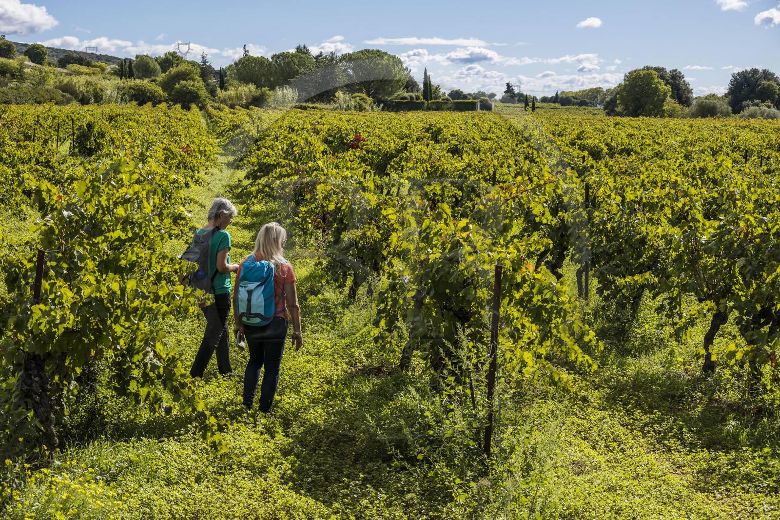 France, Gard (30), Saint-Maximin, vignoble sur le chemin longeant le tracé de l'aqueduc romain de Nimes