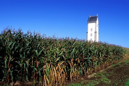 France, Finistere, Aber Wrac'h (loch), field of corn towards the Lilia village