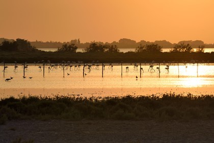 France, Bouches-du-Rhône (13), Parc naturel régional de Camargue, étang de Malagroy, flamants roses (Phoenicopterus roseus)