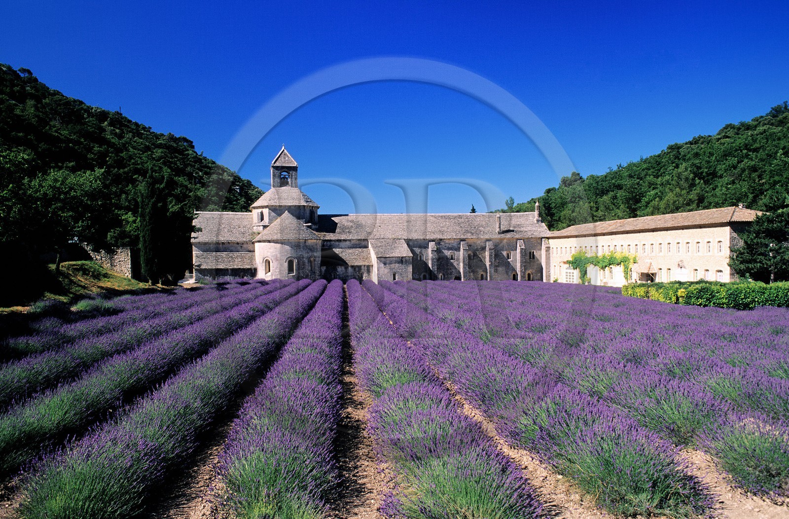 France, Vaucluse, Luberon, village of Gordes, lavender field in front of Notre Dame de Senanque Cistercian abbey dated 12th century