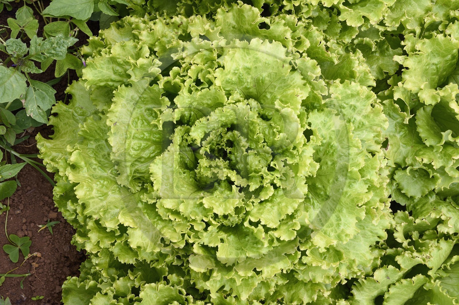 France, Ile de la Reunion, Le Tampon, la Plaine des Cafres, chez les agriculteurs Jacqueline et Jean-Pierre Lacaille, salade laitue batavia appelée Salakis dans le champ