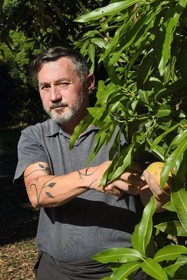France, Ile de la Reunion, Saint-Paul, verger de mangue Laperrière au Tour-des-Roches, Ludovic Maufras createur de La Part des Anges Distillation recolte des mangues destinées à la confection de son eau de vie naturelle
