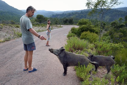 France, Var (83), Agay commune de Saint-Raphaël, les sangliers (Sus scrofa) prolifèrent dans le massif de l'Estérel