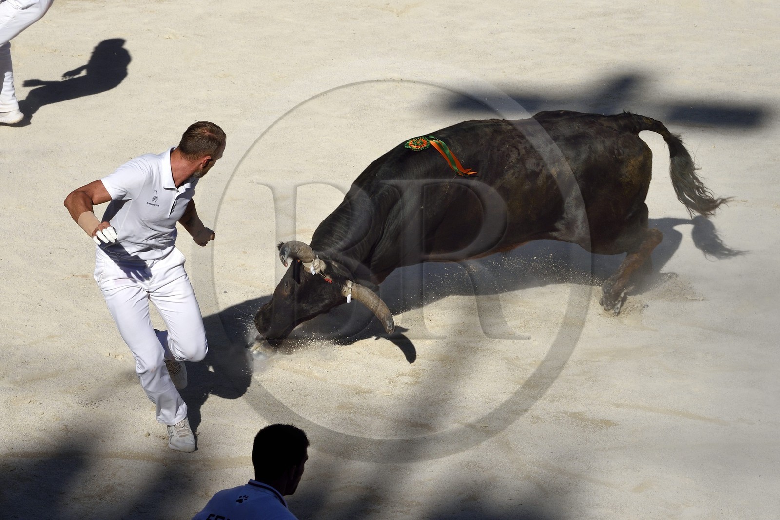France, Bouches-du-Rhône (13), Arles, la course camarguaise  de la Cocarde d'Or aux Arènes, raseteur tentant d'attraper les attributs primés sur les cornes du taureau