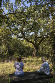 France, Var (83), Provence Verte, Bras, Académie du Bain de Forêt Provençale, forêt du domaine Le Peyrourier - une campagne en Provence