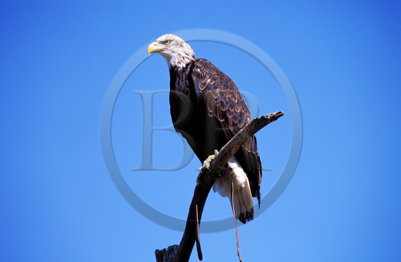 France, Bas-Rhin (67), château de Kintzheim, la volerie des aigles