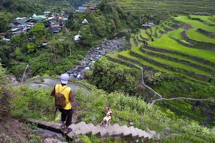 Philippines, Ifugao province, Banaue rice terraces around the village of Cambulo, listed as World Heritage by UNESCO