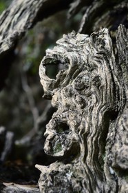 France, Haute-Corse (2B), Castagniccia, village de Carcheto, le célèbre chataigner qui est le personnage principale du livre Le berger des morts, Mal'Concilio, de l'écrivain Jean-Claude Rogliano