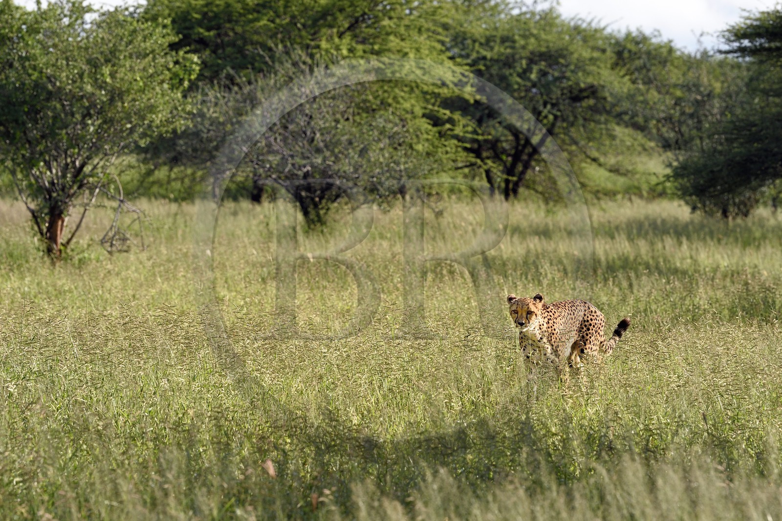 Namibie, Otjiwarongo, Cheetah Conservation Fund, centre de recherche et d'éducation, guépard (Acinonyx jubatus) dans les hautes herbes