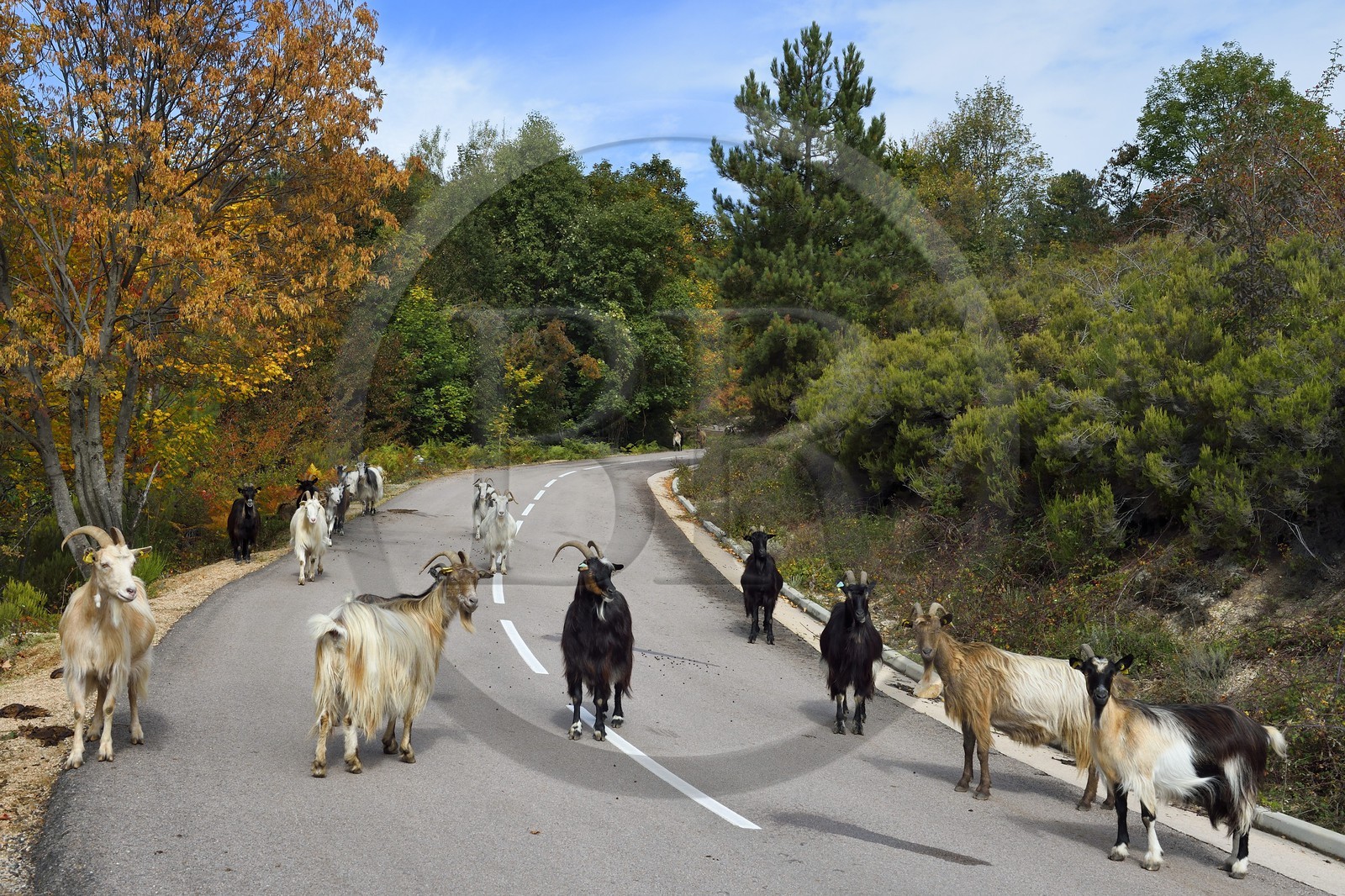 France, Corse du Sud, Prunelli river valley, Bastelica, herd of goats on the roadside