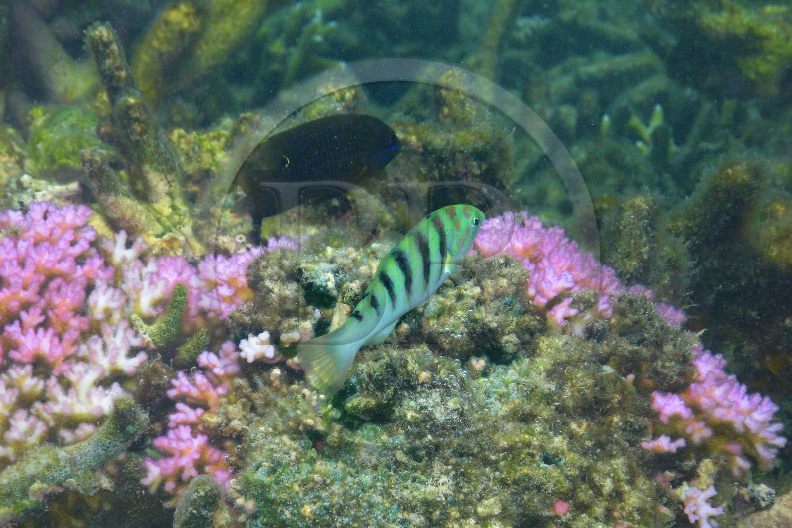 France, île de la Réunion, le récif corallien du lagon de la plage de Saint-Gilles et de l'Ermitage (vue sous-marine)