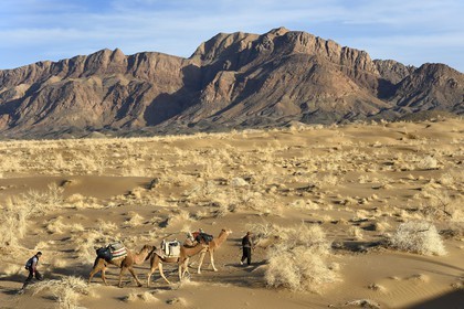 Iran, Province d'Ispahan, désert du Dasht-e Kavir, Mesr dans la région de Khur et Biabanak, caravane de dromadaires lors d'une randonnée chamelière au pied de la chaine de montagne de Dareh bidan