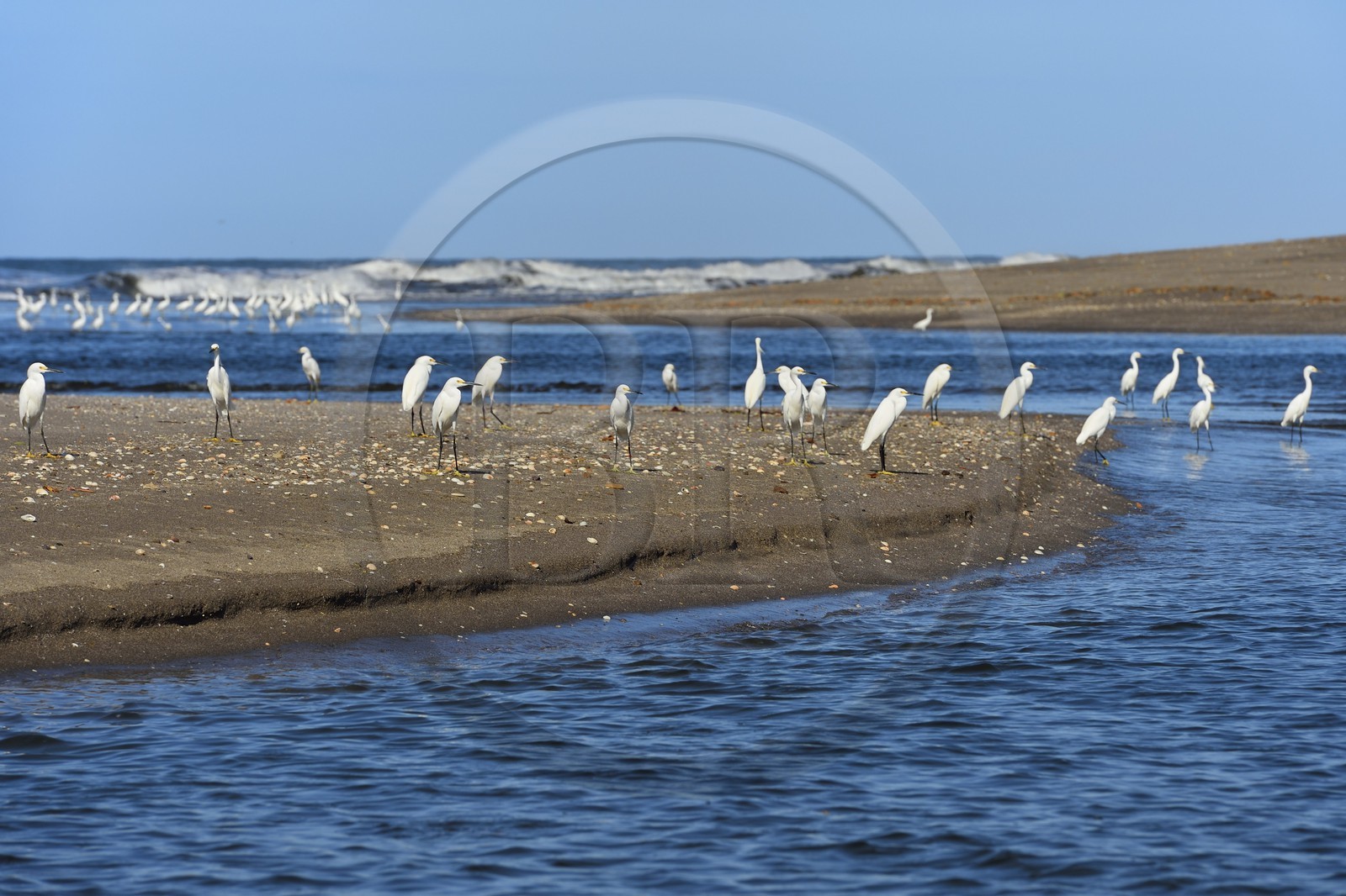 Nicaragua, la côte pacifique de Leon, parc national Isla Juan Venado, Aigrettes garzettes (Egretta garzetta) sur la plage de Las Penitas