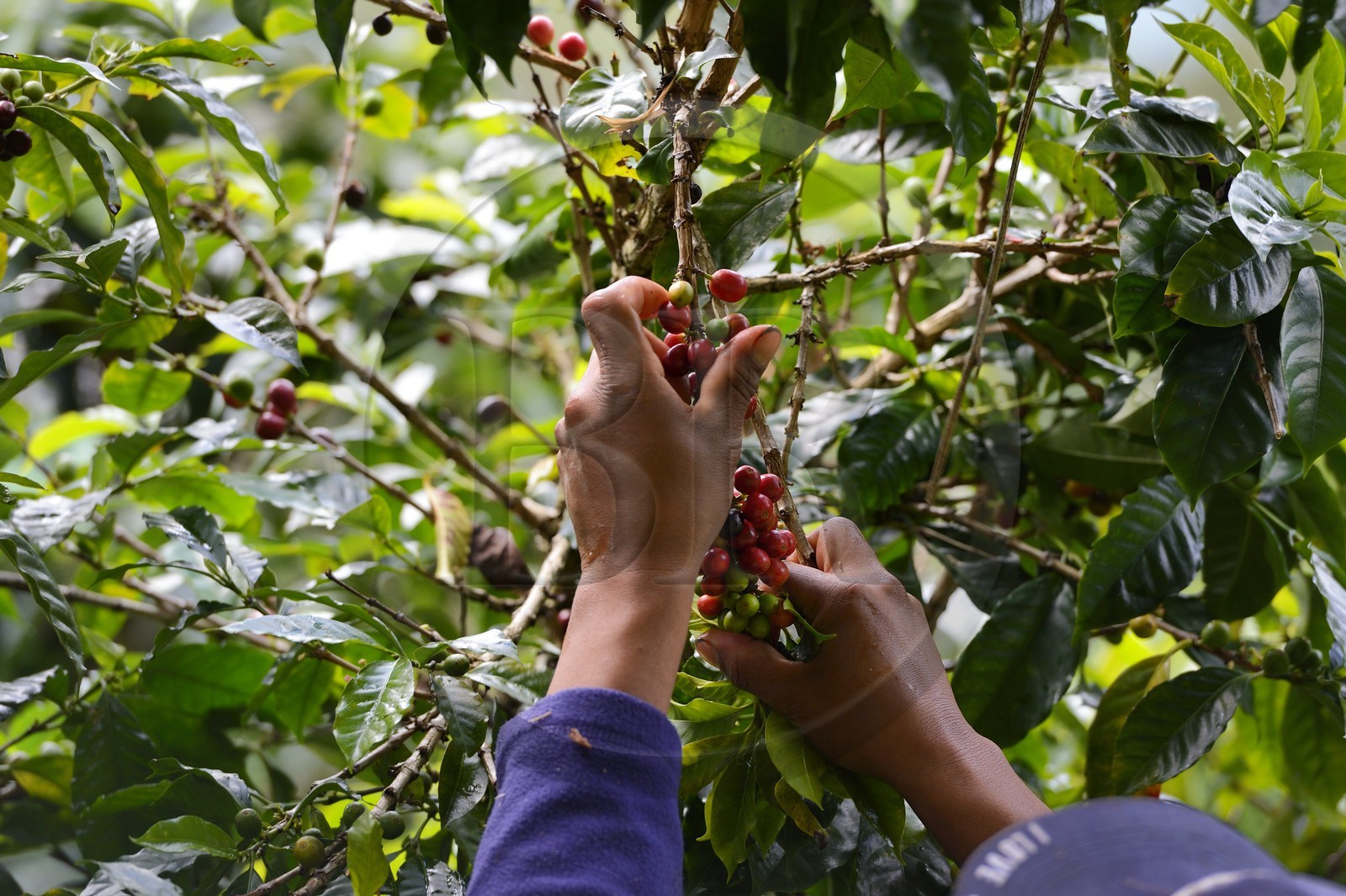 Panama, Chiriqui province, Boquete, Coffee Plantation Finca Lerida, catui coffee beans harvesting