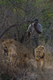 Zimbabwe, province des Midlands, Gweru, Antelope Park qui abrite ALERT (African Lion and Environmental Research Trust), marche à pied de guides - dresseurs en compagnie de lions (panthera leo) dans la brousse