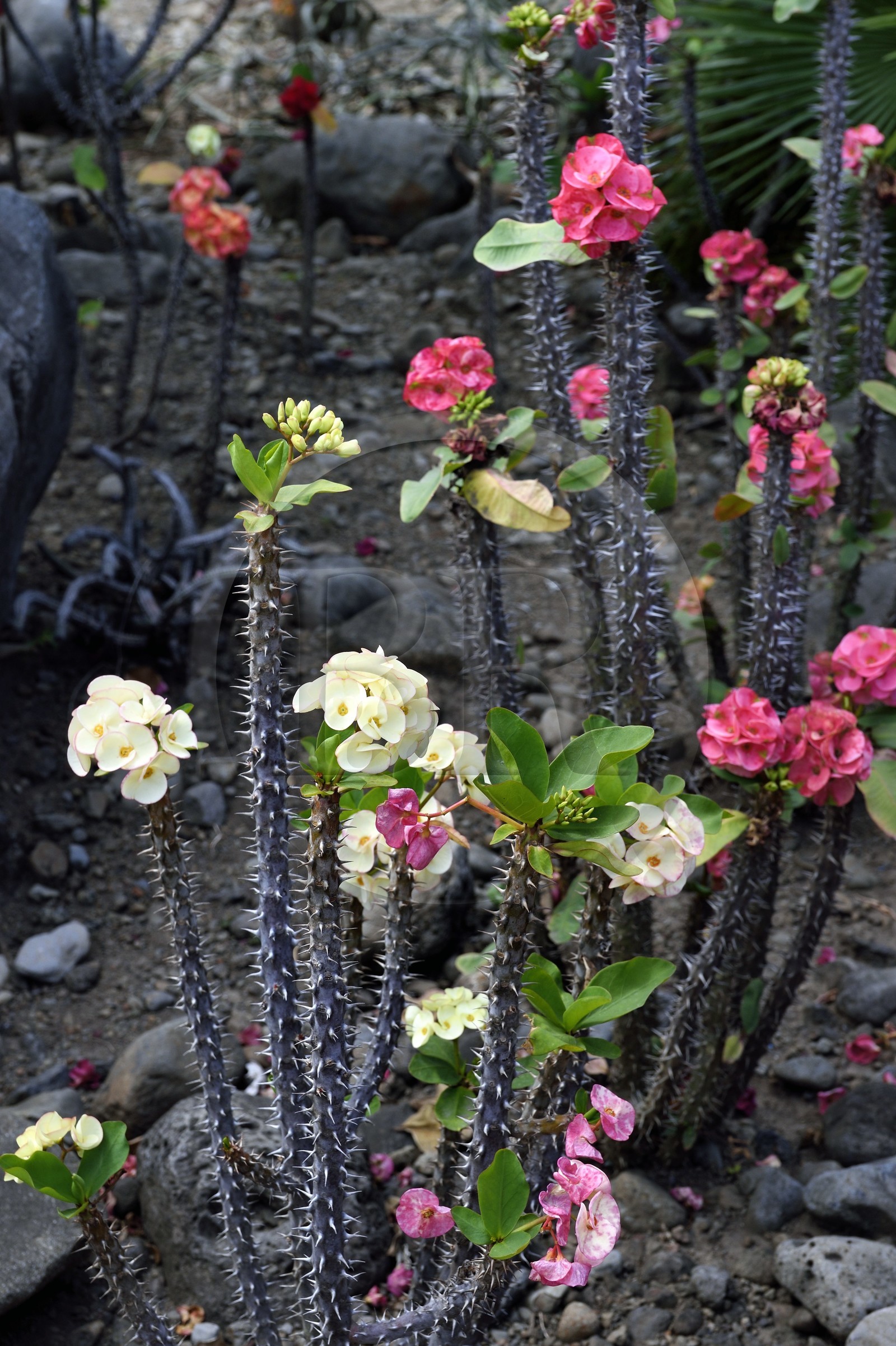 France, Ile de la Reunion, Saint Pierre, Jardin Botanique du Domaine du Café Grillé, épine du Christ, couronne du Christ ou couronne d'épines (Euphorbia milii)