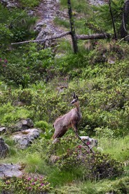 France, Alpes-Maritimes (06), parc national du Mercantour, vallée de la Valmasque, chamois (Rupicapra rupicapra)