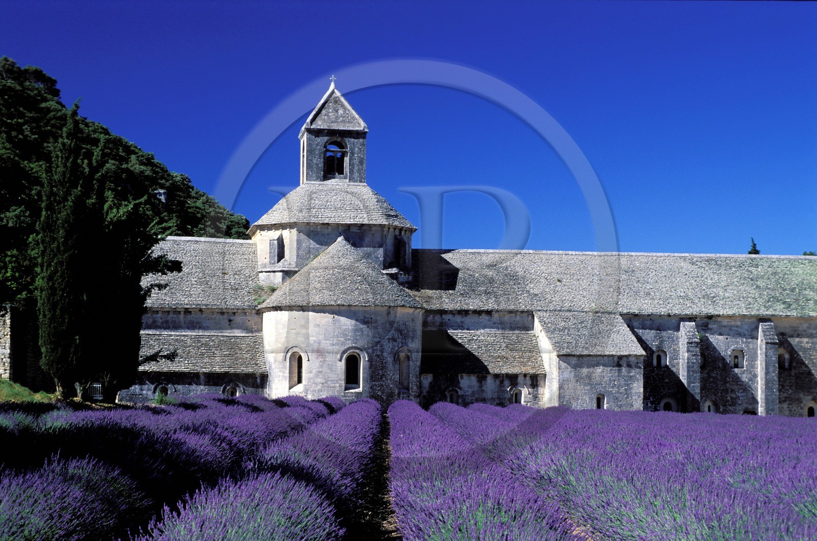 France, Vaucluse (84), Lubéron, commune de Gordes, champ de lavande devant l'abbaye cistercienne Notre-Dame-de-Sénanque du XIIe siècle