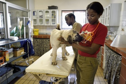 Namibia, Otjiwarongo, Cheetah Conservation Fund, research and education centre, auscultation of a young Anatolian shepherd Kangal dog in the veterinary clinic by intern Marnety and Sinvula