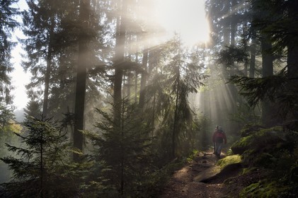 France, Bas Rhin, Mont Saint Odile, hike along the Pagan Wall, vestige of a wall probably from the Merovingian period with a total length of eleven kilometers, sunrise in the early morning mist