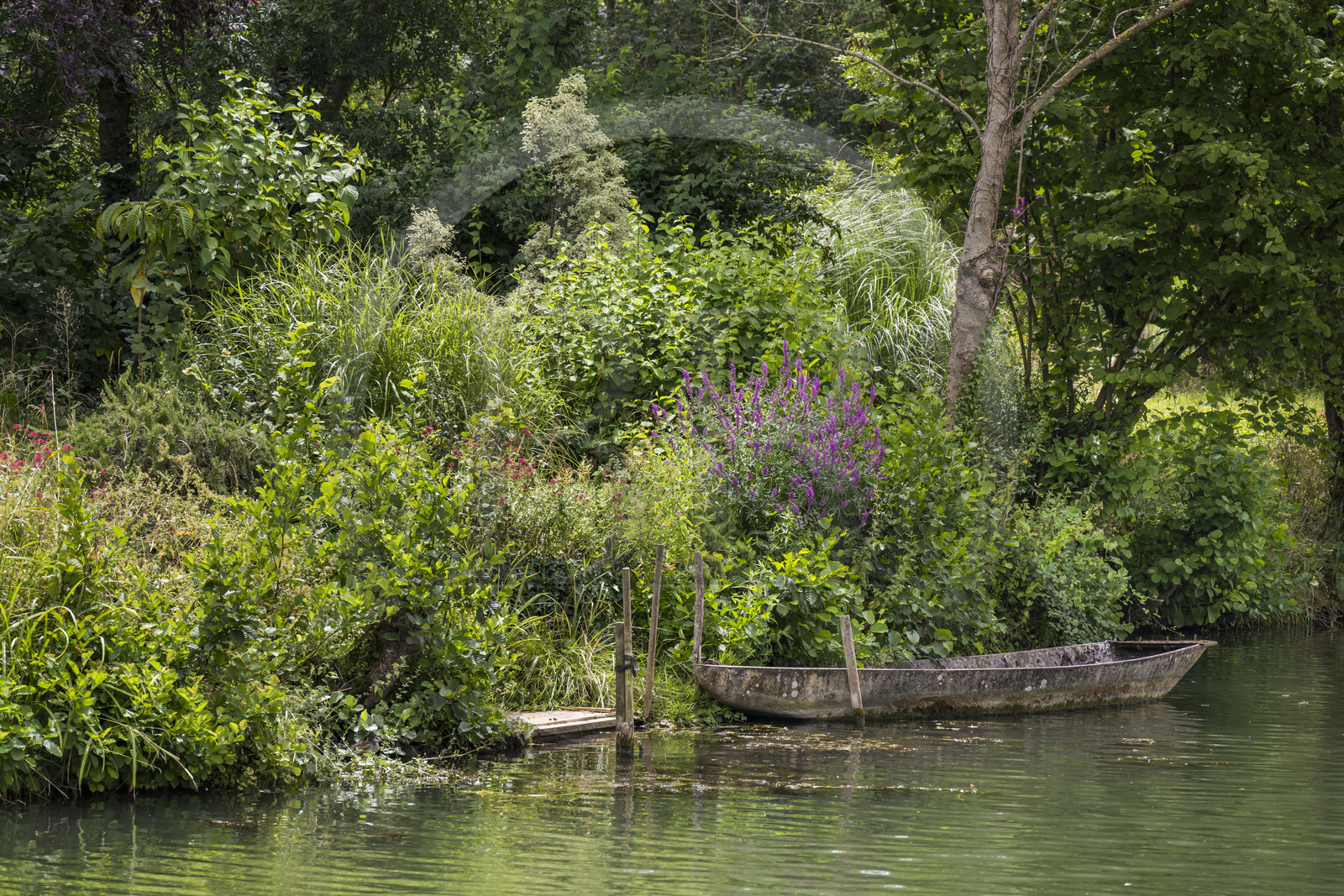 France, Deux-Sèvres, le Marais Poitevin, Green Venice, Coulon, labelled Les Plus Beaux Villages de France (The Most Beautiful Villages of France), flat-bottomed boat on the banks of the Sèvre Niortaise