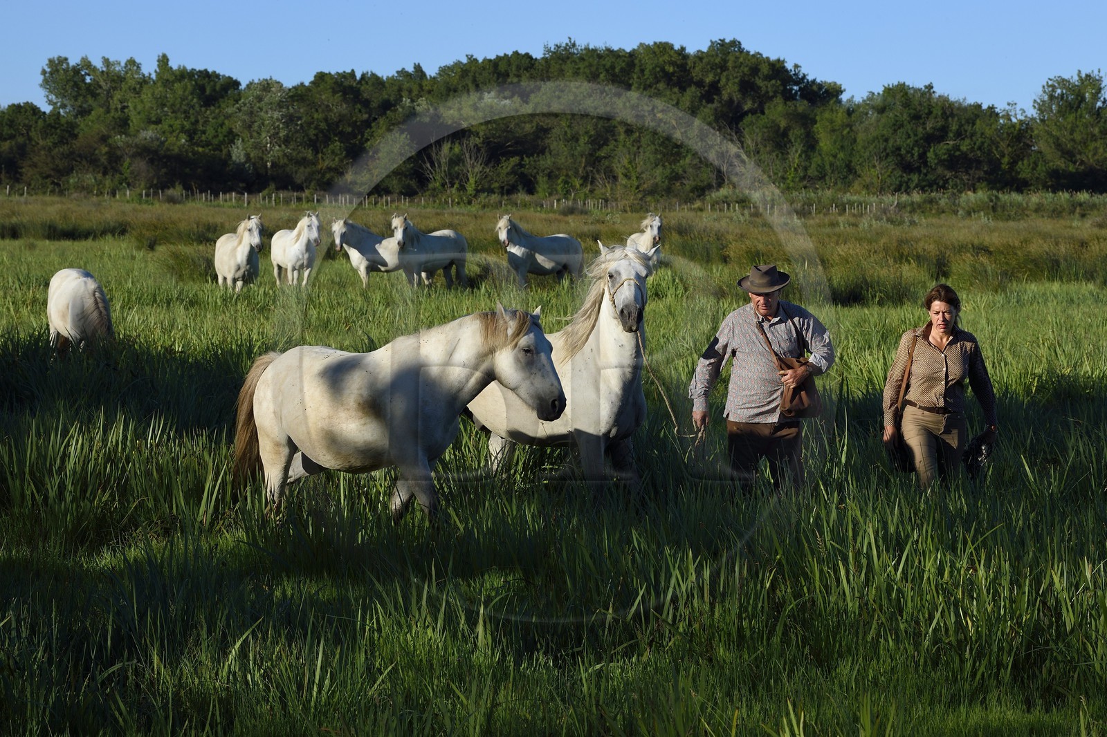 France, Bouches du Rhone, Parc naturel regional de Camargue (Regional Natural Park of Camargue), Mas du Menage, manade Saint Antoine (Cauzel), getting the Camargue horses in their pasture
