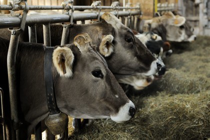 France, Haut Rhin, scenic road of la route des Cretes, Rural Inn Marcaire du Grand Hetre, cows in their shed