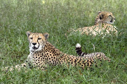 Namibie, Otjiwarongo, Cheetah Conservation Fund, centre de recherche et d'éducation, guépards (Acinonyx jubatus)