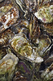 France, Var (83), La Seyne-sur-Mer, les huitres de l'ostréiculteur Jean Christophe Giol dans la baie de Tamaris