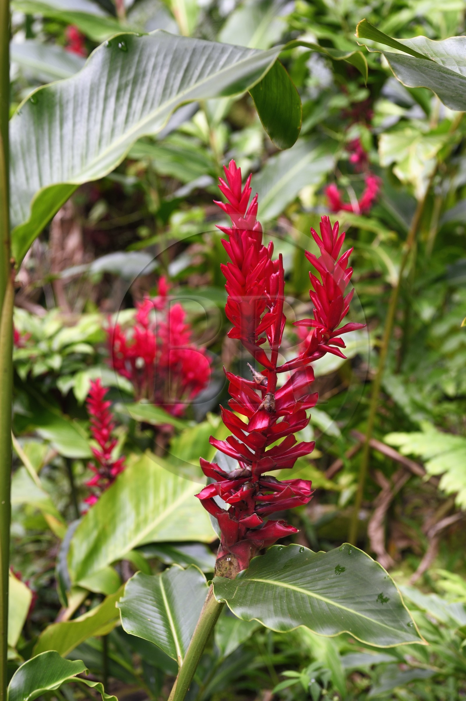 Caraïbes, Ile de la Dominique, Parc national du Morne Trois Pitons classé Patrimoine Mondial de l'UNESCO, Middleham Falls, alpinia rouge (Alpinia purpurata)