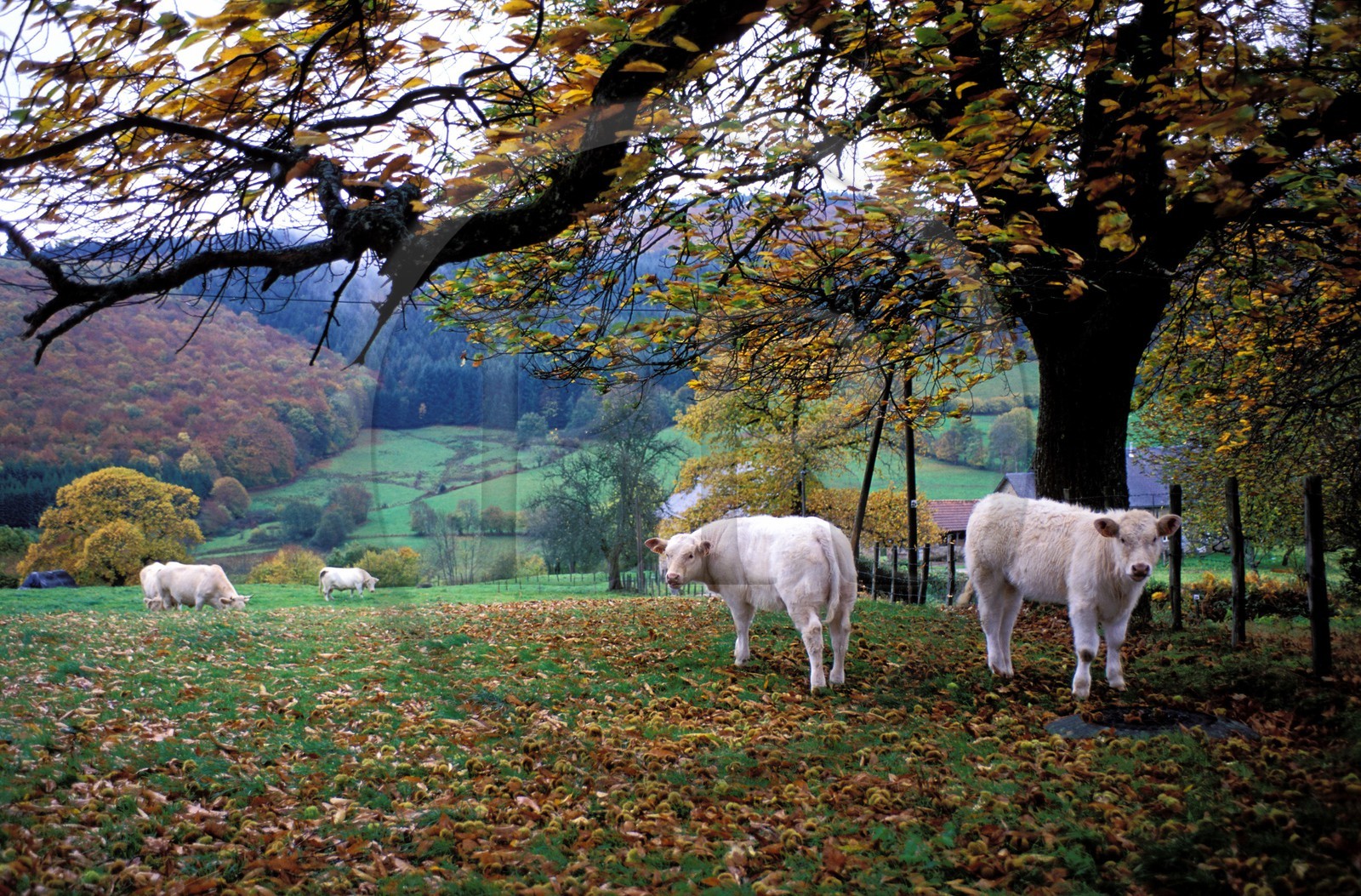 France, Nievre, Movran area, Charolaise cows in a meadow in autumn