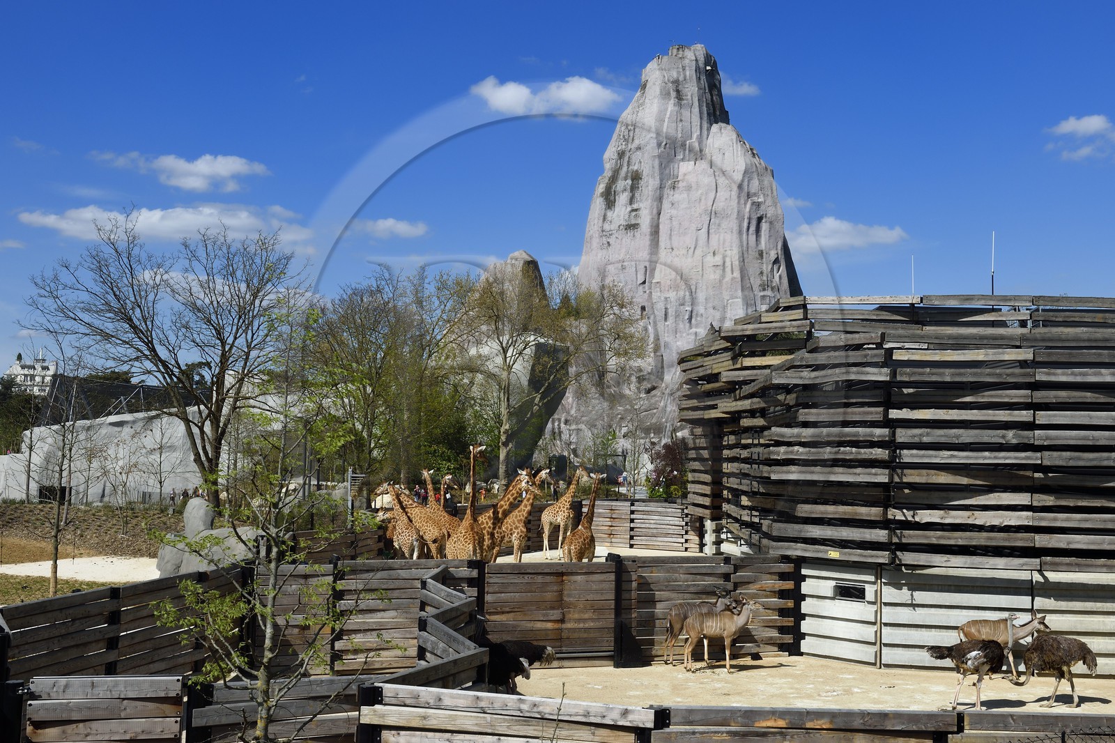 France, Paris (75), Le Parc zoologique de Paris (Zoo de Vincennes), le groupe des seize girafes (Giraffa camelopardalis) dans la biozone Sahel-Soudan, en arrière plan le Grand Rocher qui est l’emblème du zoo depuis 1934