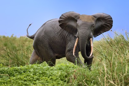 Gabon, Ogooue-Maritime Province, Loango National Park, Akaka site in the Fernan Vaz (Nkomi) Lagoon, African forest elephant (Loxodonta cyclotis)