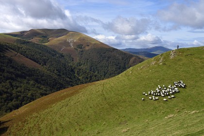 France, Pyrenees Atlantiques, Basque Country, Camino de Santiago (the Way of St. James) on the GR 65 between Saint Jean Pied de Port and Roncesvalles towards the Bentarte Pass, shepherd and his manech blackhead sheep flock on the slopes of the Leizar Atheka