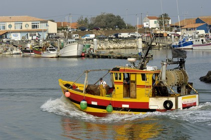 France, Charente-Maritime (17), Ile d'Oléron, retour de pêche au port de la Cotinière