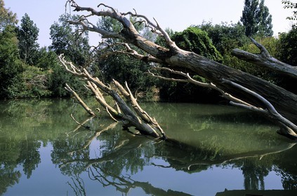 France, Gers (32), arbre mort dans la rivière Baïse à Beaucaire