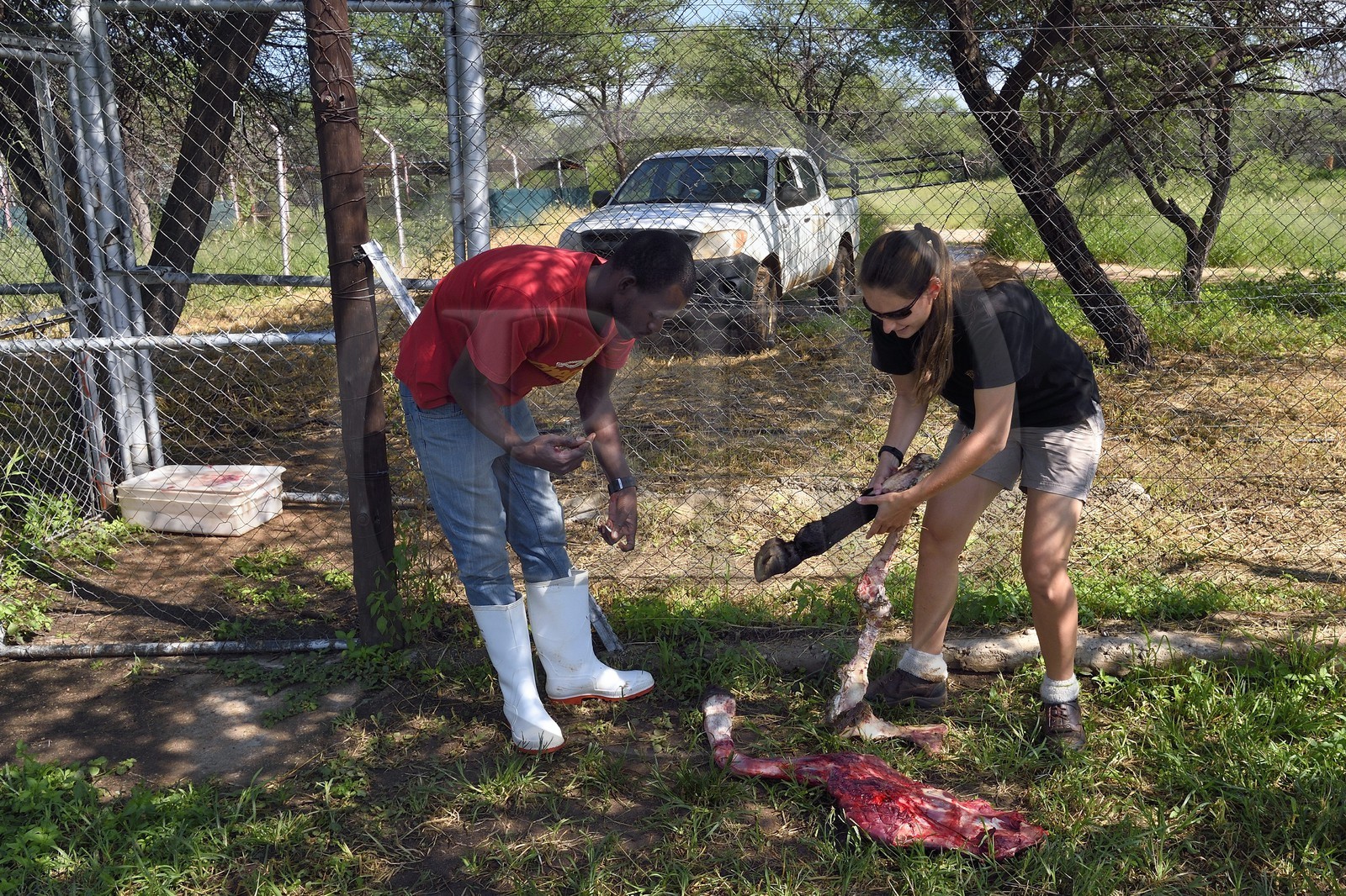 Namibia, Otjiwarongo, Cheetah Conservation Fund, research and education centre, donkey thigh intended to feed the cheetahs