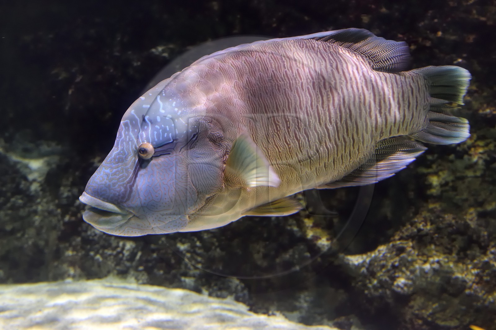 France, Charente-Maritime, La Rochelle, Aquarium La Rochelle, Compulsory Mention, Indo-Pacific zone, the lagoon, humphead wrasse (Cheilinus undulatus)
