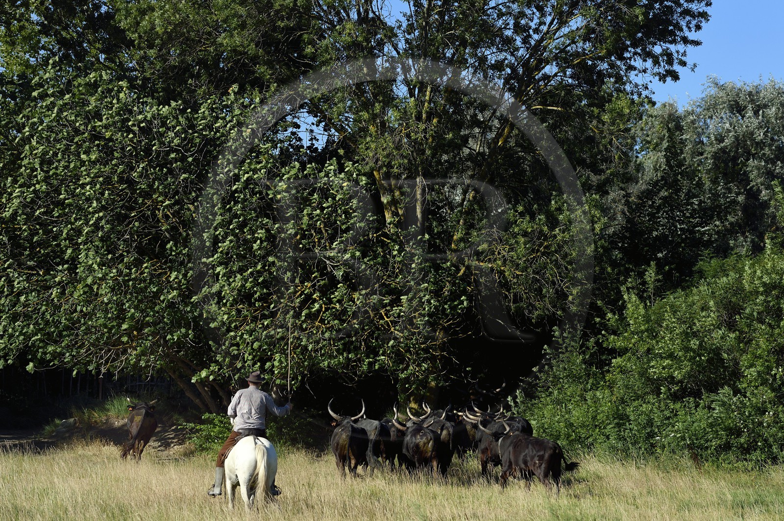 France, Bouches-du-Rhône (13), Parc naturel régional de Camargue, Mas du Menage, manade Saint Antoine (Cauzel), gardians avec les taureaux camarguais appellés Raço di Biou