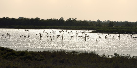 France, Bouches du Rhone, Parc naturel regional de Camargue (Regional Natural Park of Camargue), Malagroy pond, flamingos (Phoenicopterus roseus)