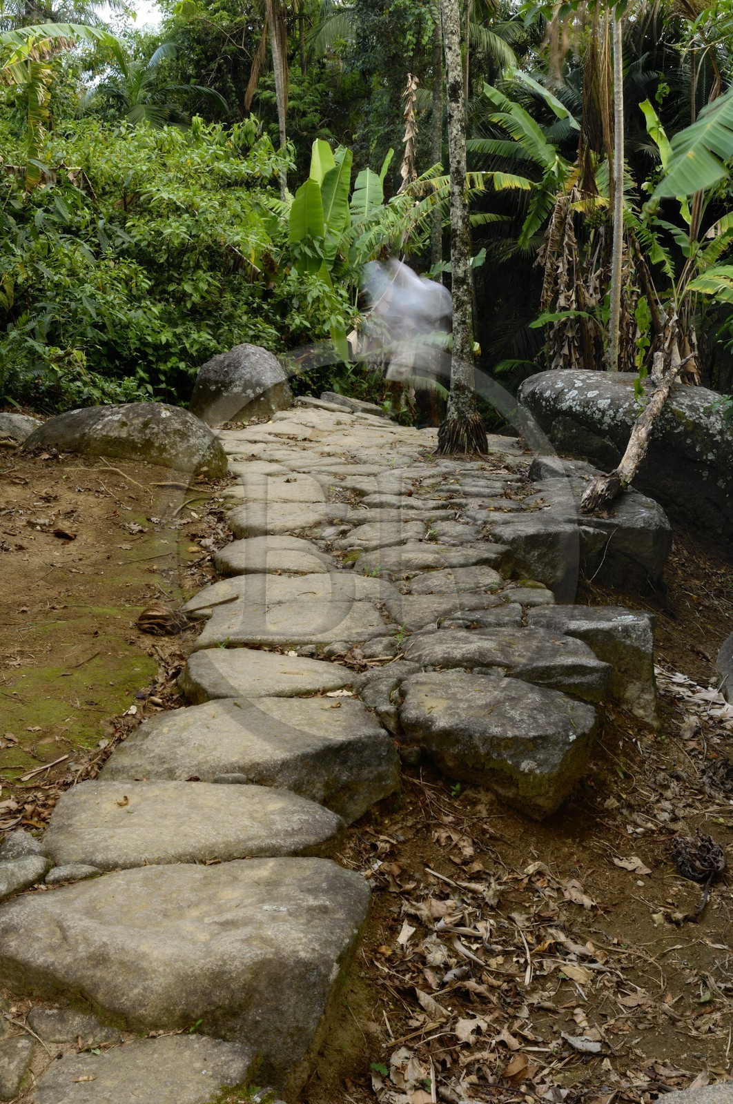 Brésil, Etat de Rio de Janeiro, Paraty, ancienne route de l'or (Estrada Real)