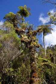France, Ile de la Reunion, Parc National de la Réunion classé Patrimoine Mondial de l'UNESCO, La Plaine des Palmistes, forêt de Bébour, sentier de randonnée Bras Cabot, fougères arborescentes (Cyathea glauca)