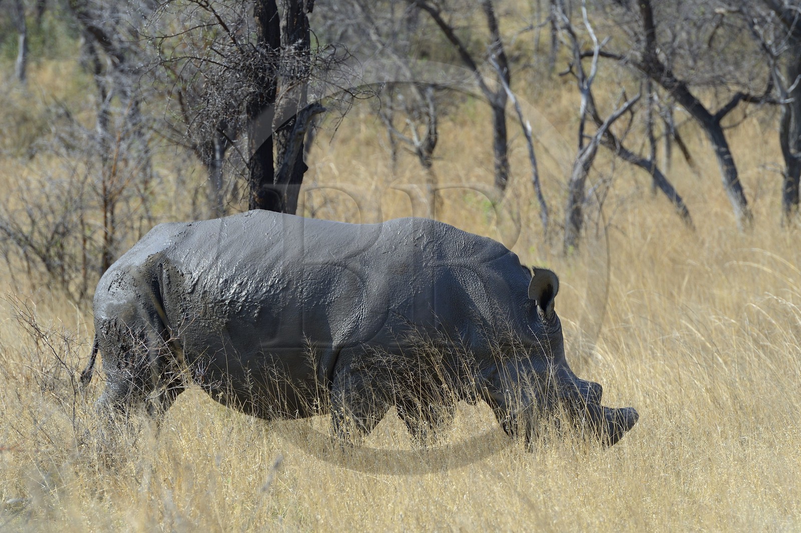Zimbabwe, province de Matabeleland méridional, Matobo ou Matopos Hills National Park, classé Patrimoine Mondial de l'UNESCO, rhinocéros blanc (Ceratotherium simum), adulte male d'environ 15 ans
