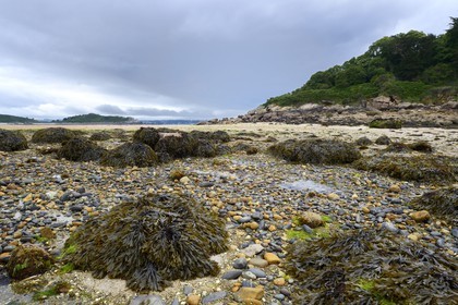 France, Cotes-d'Armor, Cote de Granit Rose (the Pink Granite coast), Trebeurden, passage to Milliau island at low tide