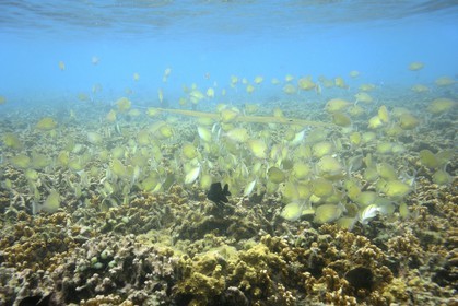 France, Ile de la Reunion, Côte Ouest, Saint-Gilles-Les-Bains (commune de Saint-Paul), le récif corallien du lagon de l'Ermitage et de La Saline-Les-Bains, poisson trompette  (Aulostomus chinensis) (vue sous-marine)