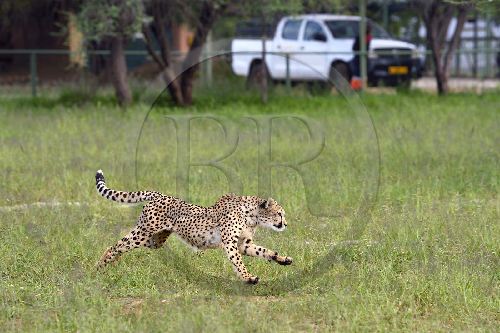 Namibia, Otjiwarongo, Cheetah Conservation Fund, research and education centre, cheetah (Acinonyx jubatus) trained to run to keep fit and healthy