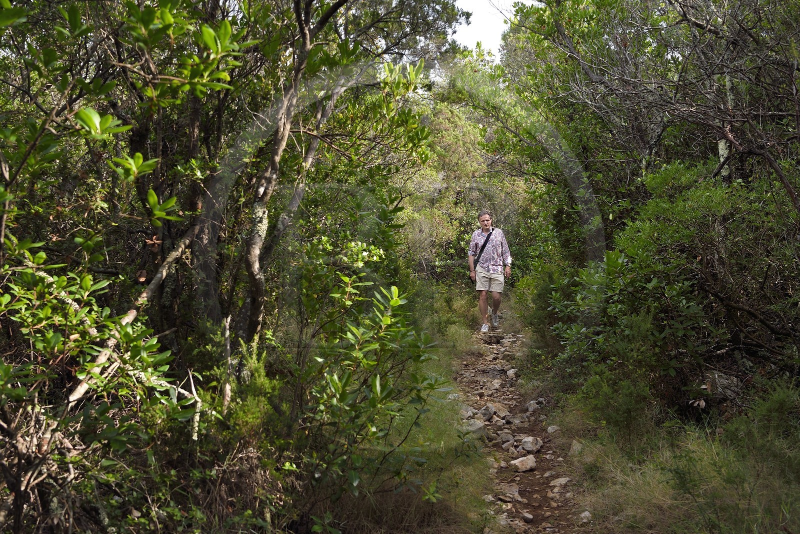 Croatia, Dalmatia, Dalmatian coast, Island of Mljet, hiker on a trail in Mljet National Park