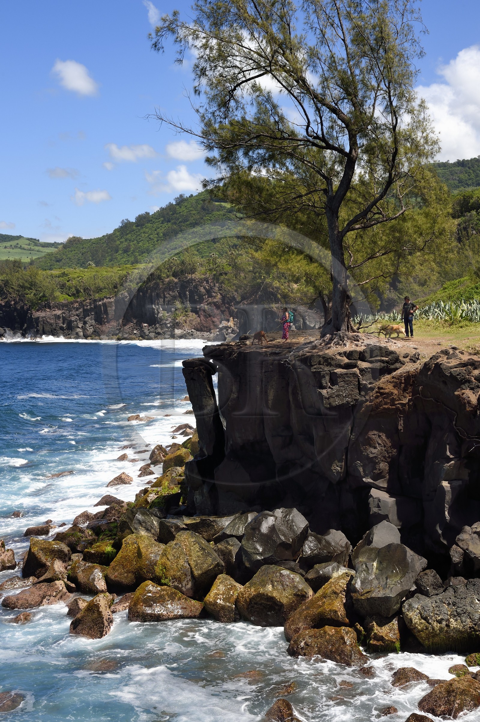 France, Ile de la Reunion, Saint-Joseph vers la plage de Ti Sable, le sentier littoral longe une cote basaltique résultant d'une ancienne coulée de lave, filao